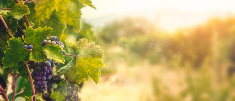 how to reduce winery wastewater