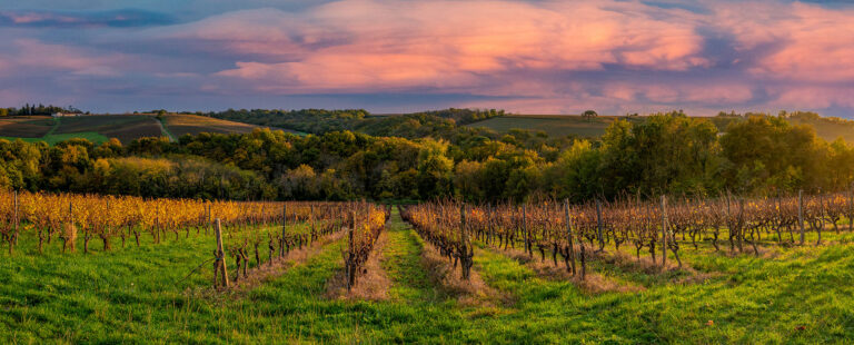 Vineyard Sunrise in Bordeaux Vineyard, France