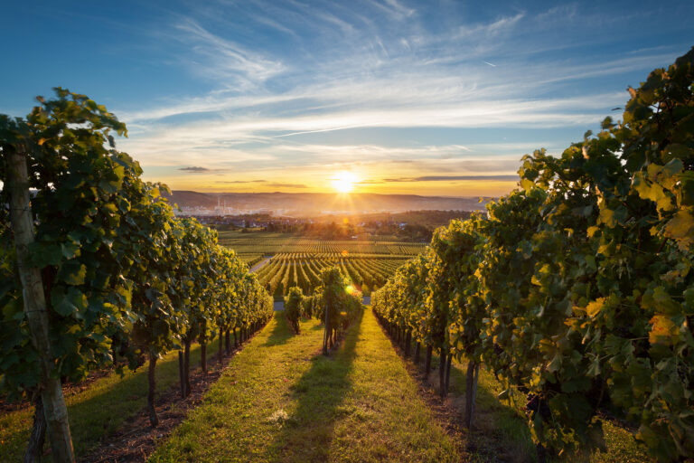 Vineyard at sunset